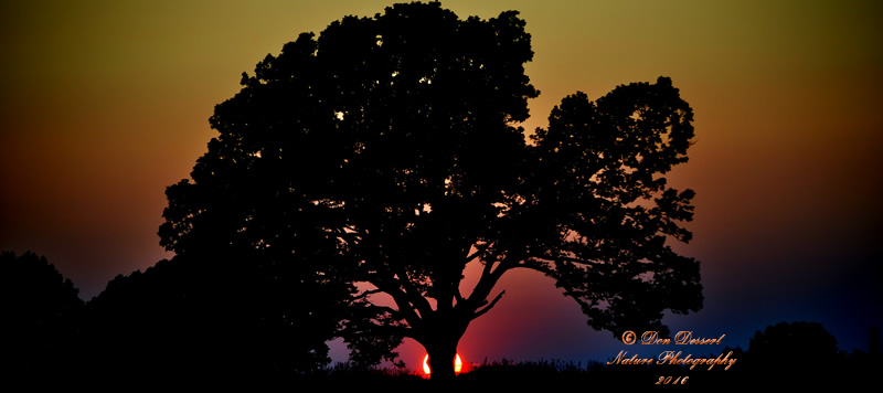 Sunset_Tree_Top_800