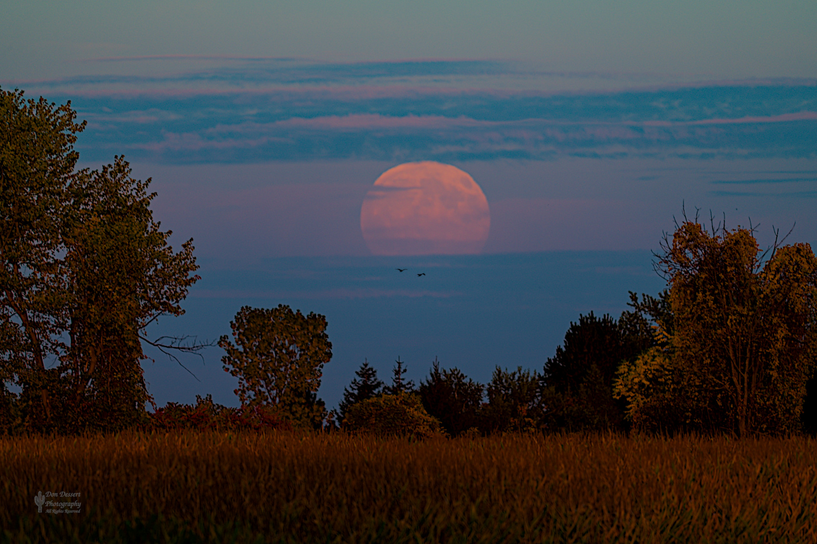 Click for larger image