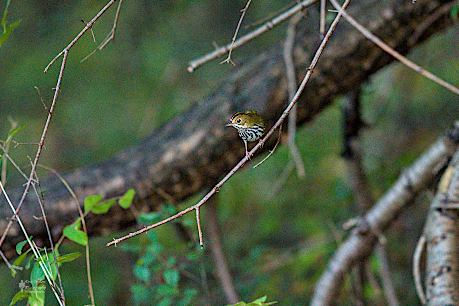 Click for larger image