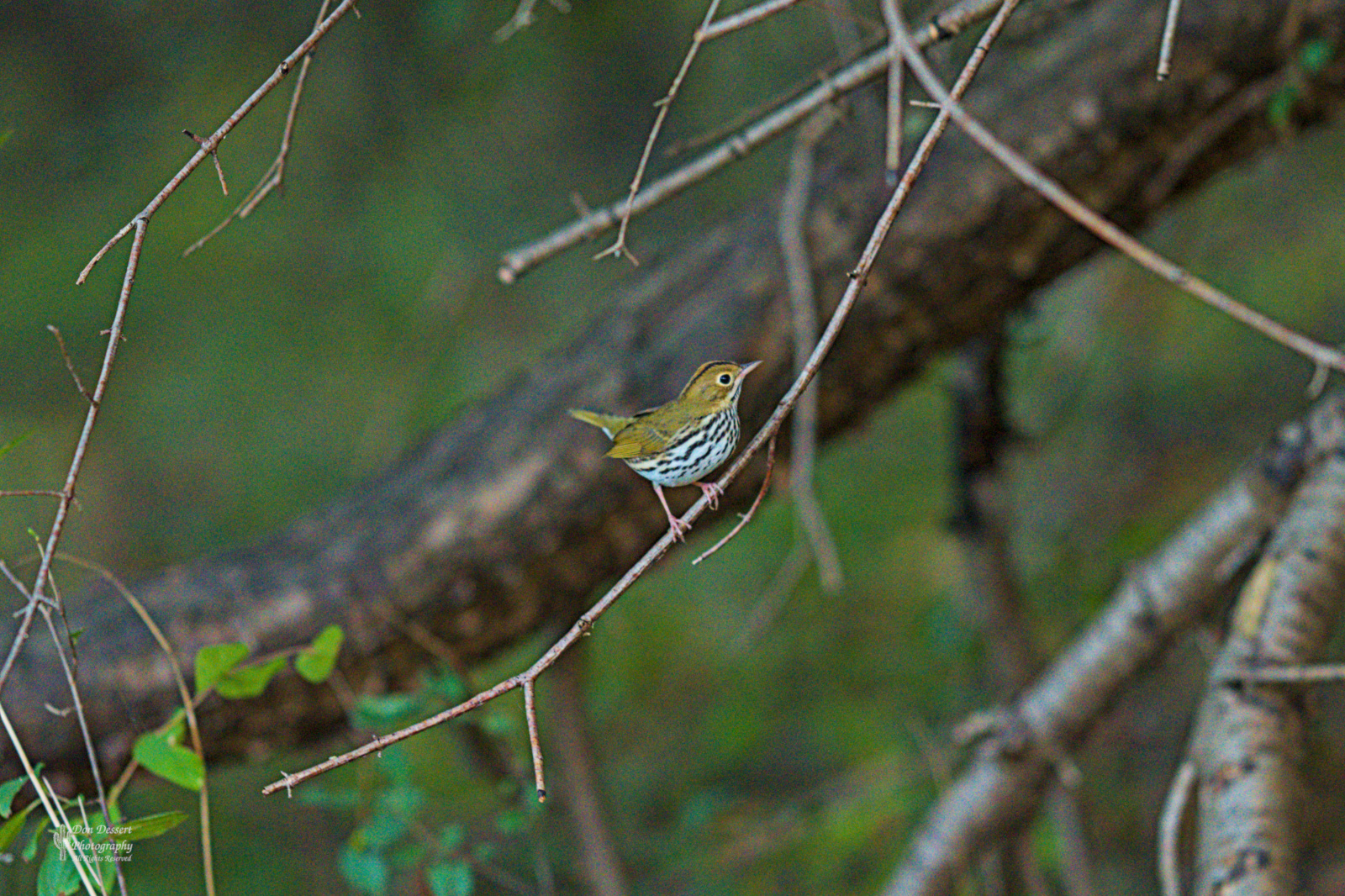 Click for larger image